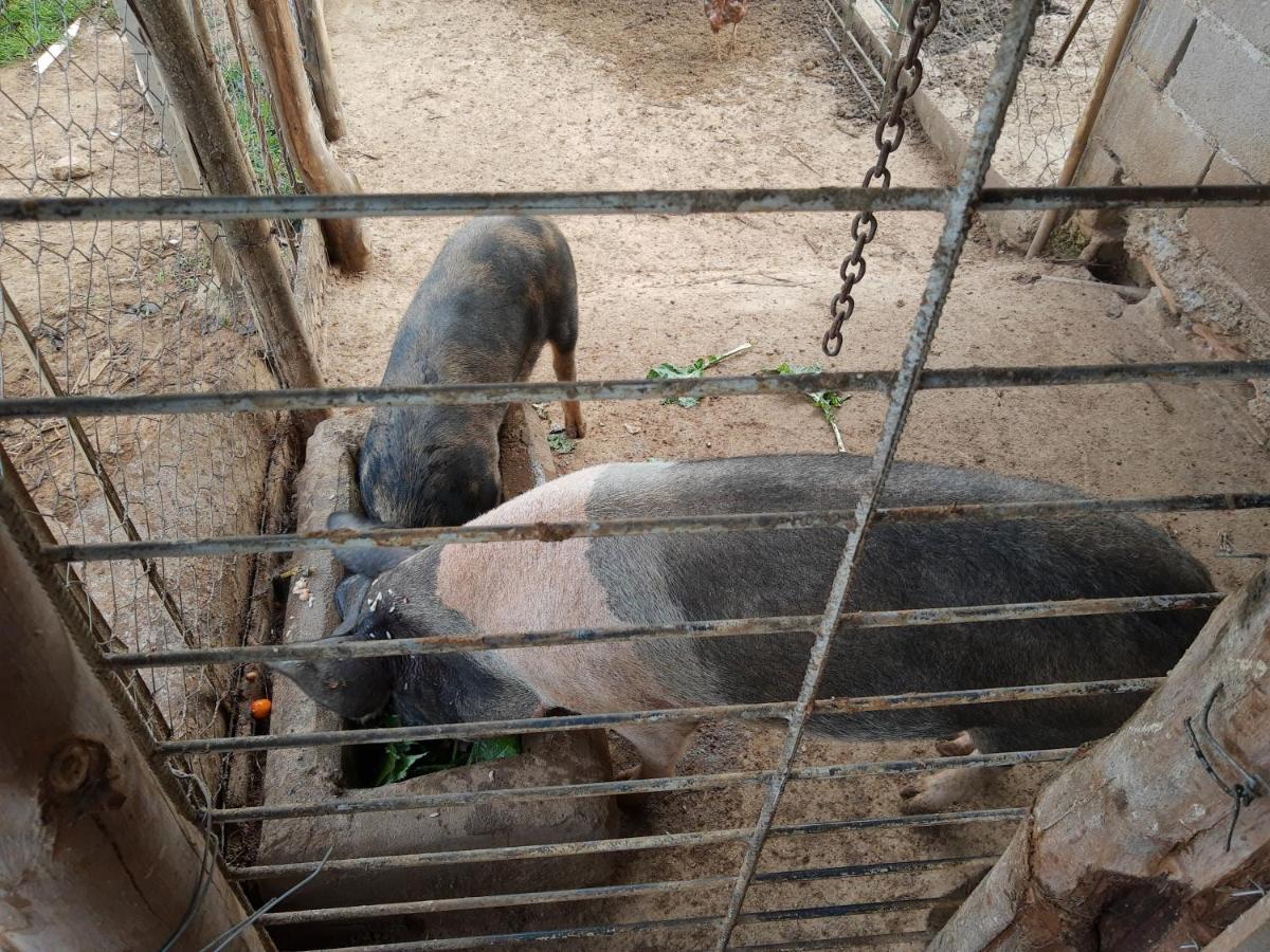 Pousada Roseira Lagoinha Sp Ngoại thất bức ảnh